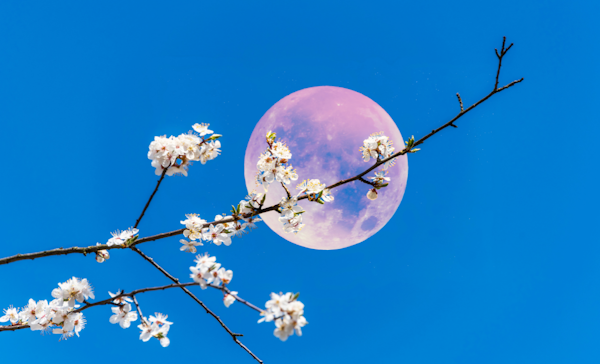 Flower Moon Yoga - Wed 22nd May