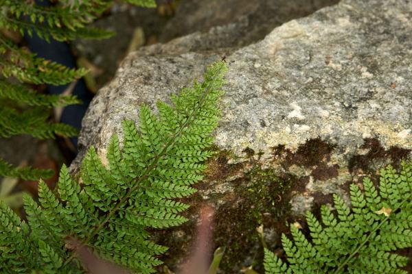 Plant Power Face and Back Rejuvenation