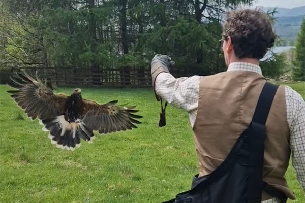 Hawk Walk For Two