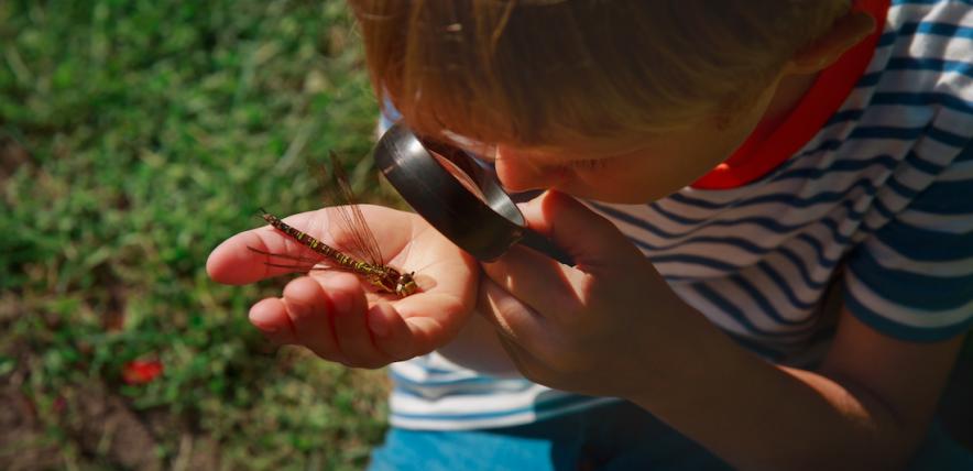 Bug Hunt (Owners and Overnight Guests Only) Age  4+