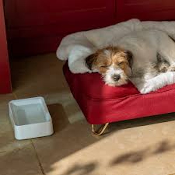 Dog Bed and Bowl