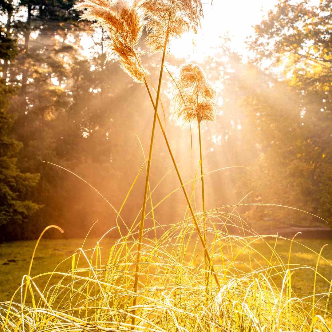 Morning Autumn Glow