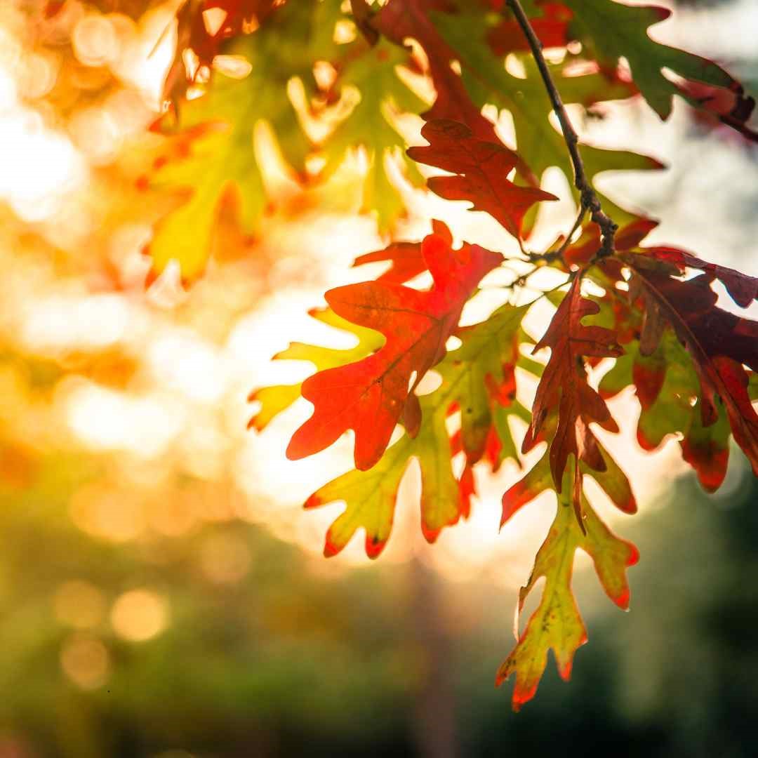 Afternoon Autumn Glow