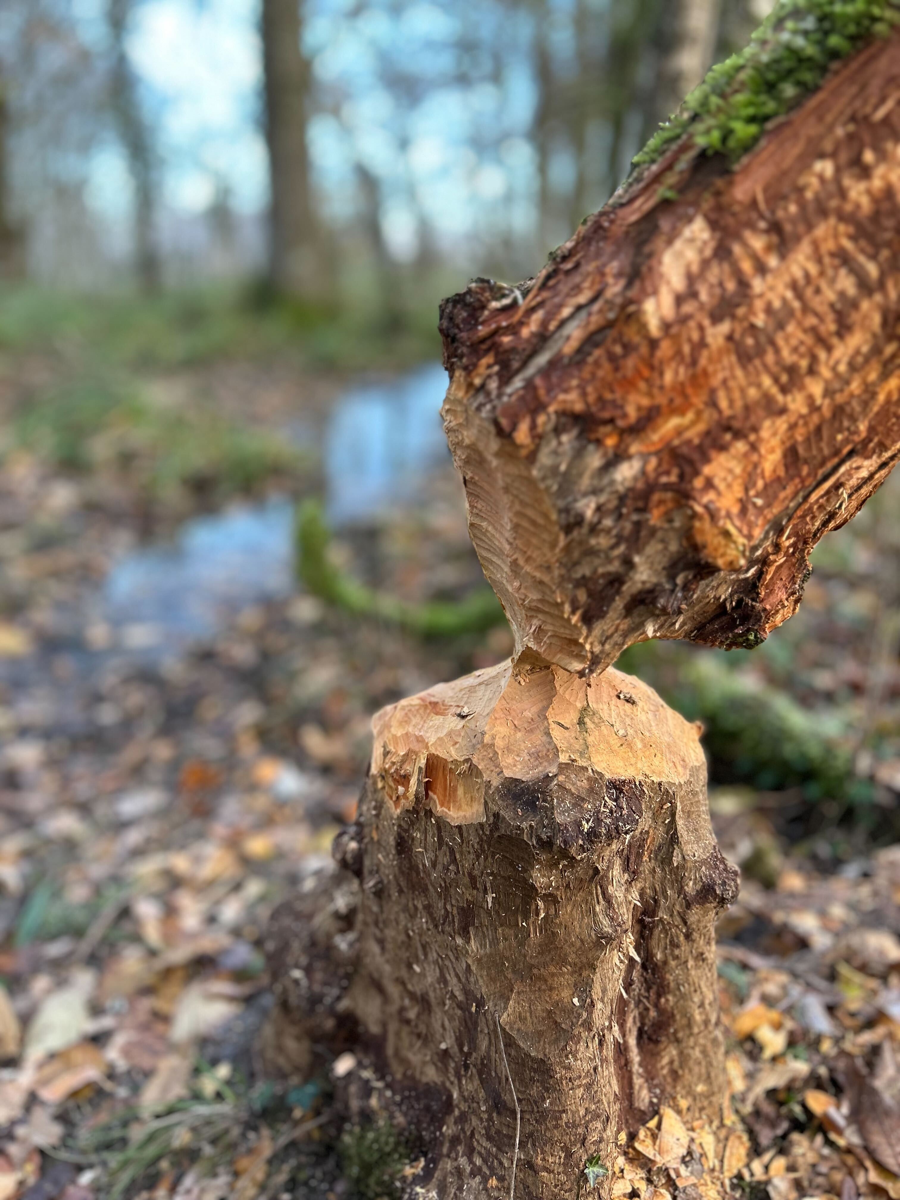 Guided Beaver Walk [Private Session]