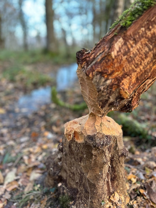 Guided Beaver Walk [Private Session]