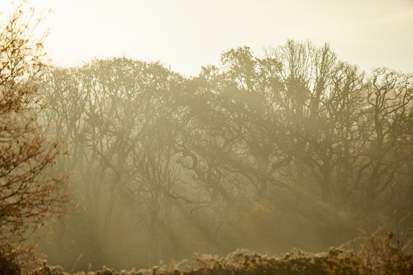 Morning Birdsong Experience