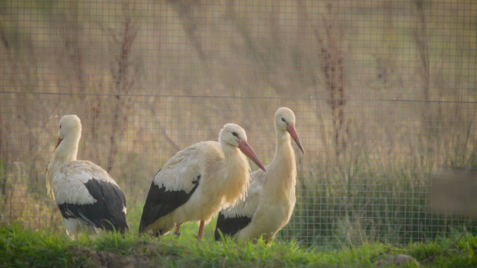 Guided Rewilding Walk [Join a Group].