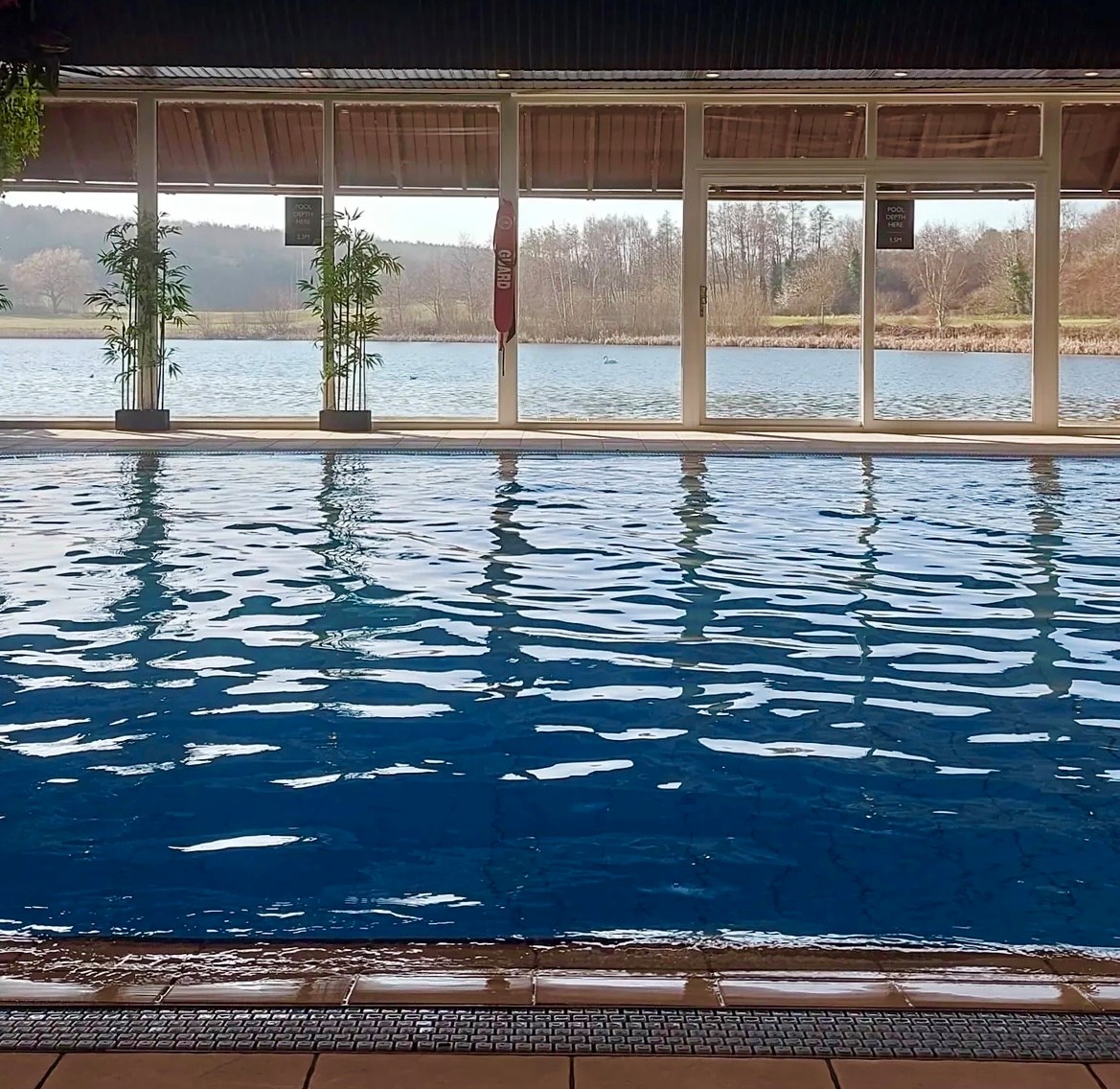 Summer Morning Swim