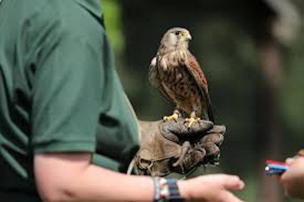 Falconry Sessions
