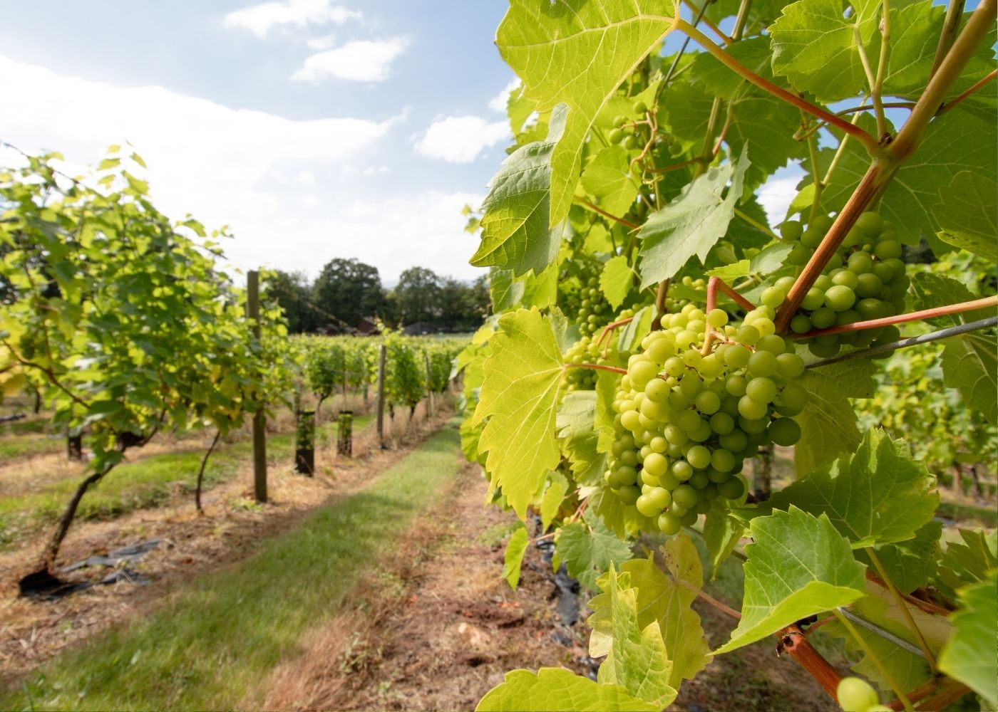 Wine Tasting & Vineyard Tour